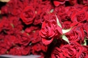 آخرین قیمت انواع گل در آستانه روز مادر/ قیمت هر شاخه گل رز به چقدر رسید؟