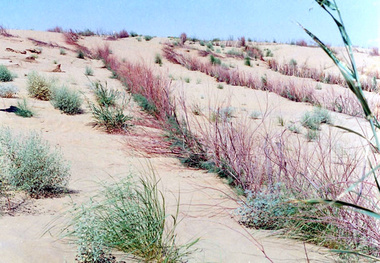 ضرورت مقابله با خطر بیابا‌ن‌زایی در شمال گلستان