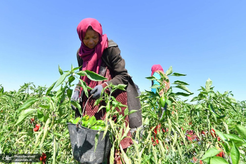 منتخب تصاویر امروز جهان - 15 آبان 1401