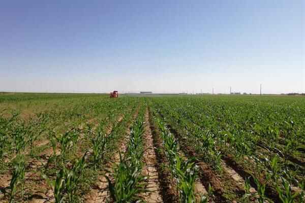 آثار و تبعات ویروس کرونا بر کشاورزی کرردستان نگران کننده است