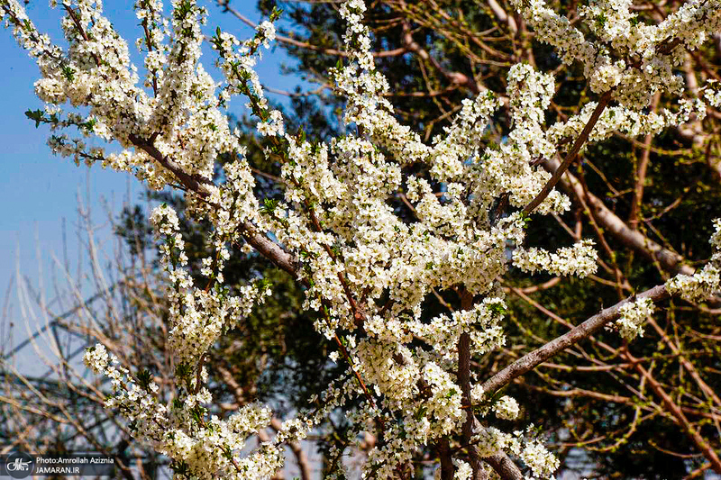 حال و هوای بهاری در حرم مطهر امام خمینی (س)