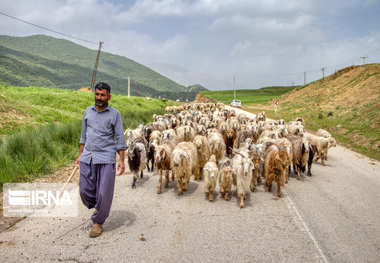 کوچ عشایر خوزستان به مناطق ییلاقی شروع شد