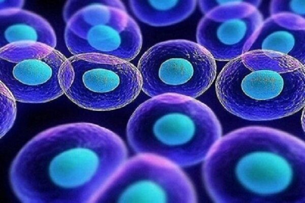 کشف سلول‌هایی که بی هدف چربی می سوزانند
