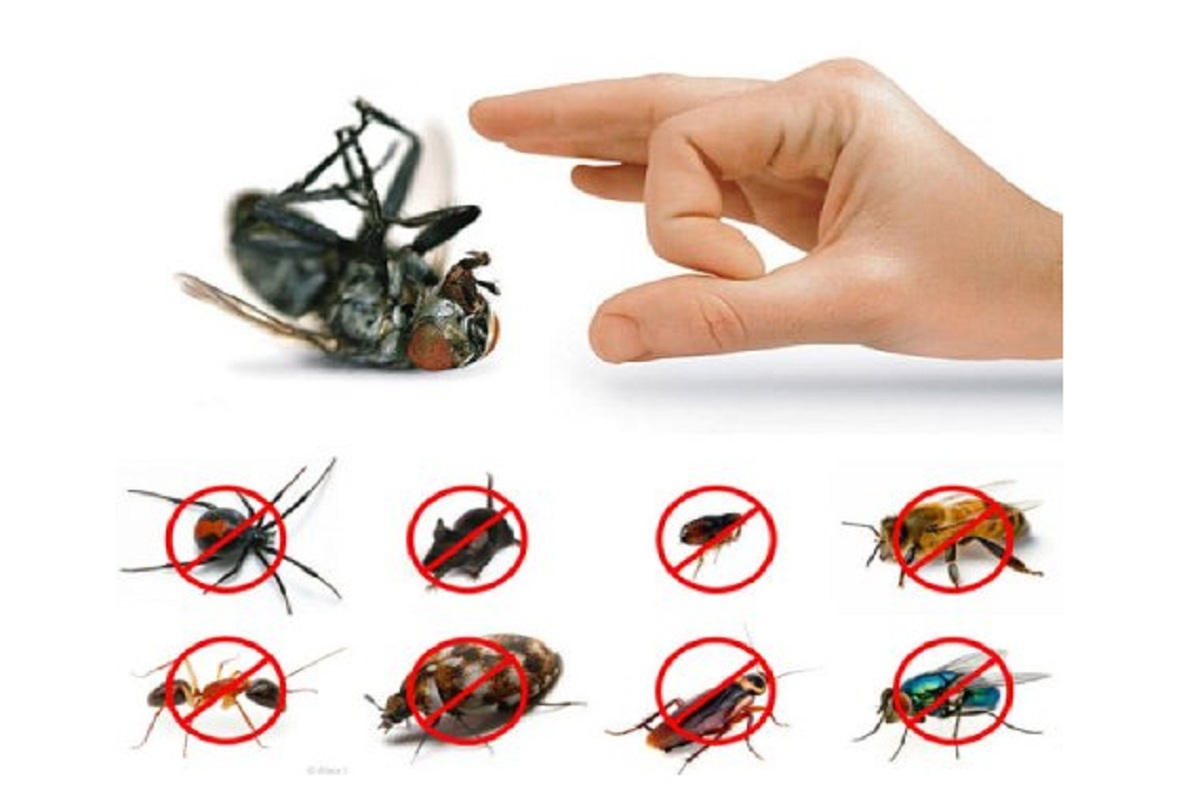 بهترین راههای جلوگیری از ورود حشرات به خانه