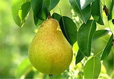 ماجرای واردات گلابی به کشور چه بود؟