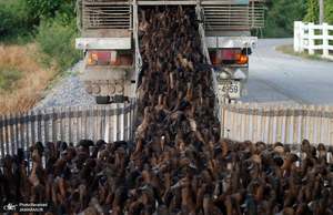 منتخب تصاویر امروز جهان- 26 شهریور