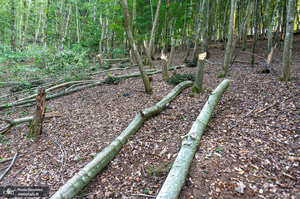 منتخب تصاویر امروز جهان- 19 تیر 1400