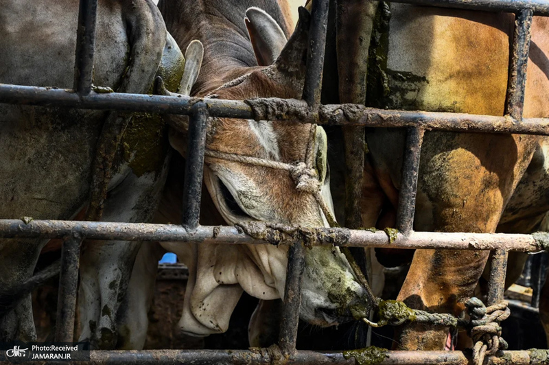 منتخب تصاویر امروز جهان - 9 اسفند 1403