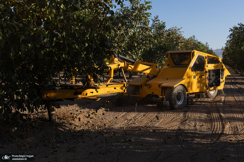 برداشت مکانیزه گردو در استان زنجان
