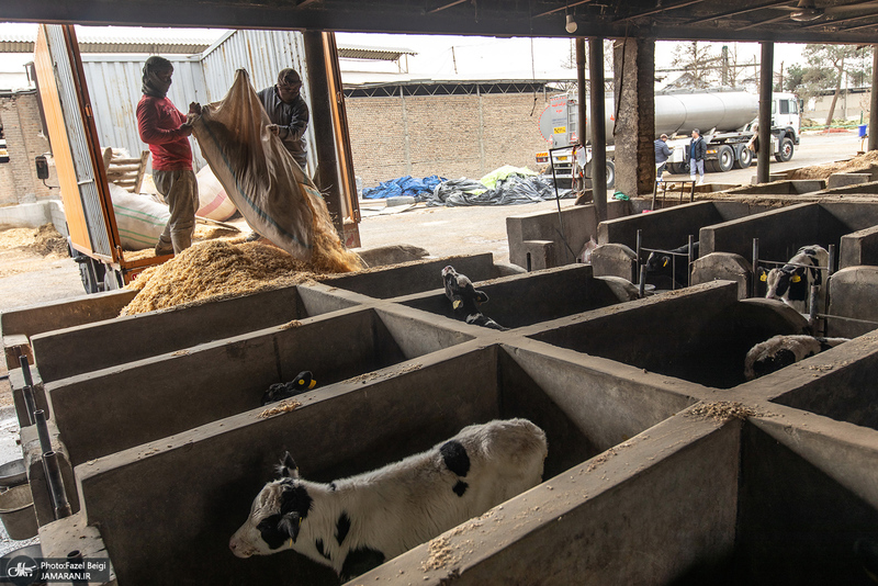 کارگران دامپروری؛ ستون‌های سلامت و آبادانی کشور