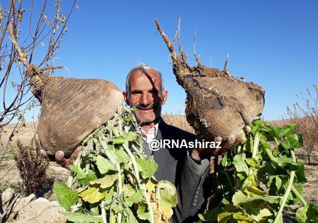 برداشت تـُرب 8 کیلوگرمی در شهرستان نی ریز