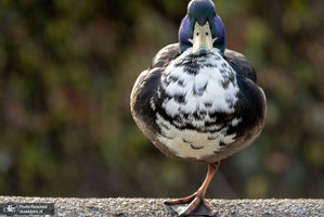 منتخب تصاویر امروز جهان