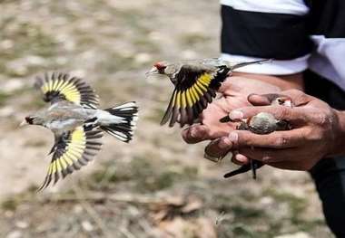 رها سازی 11 سنجاب و چهار سهره طلایی در طبیعت مریوان