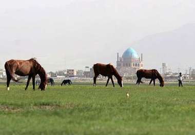 چمن سلطانیه در معرض نابودی