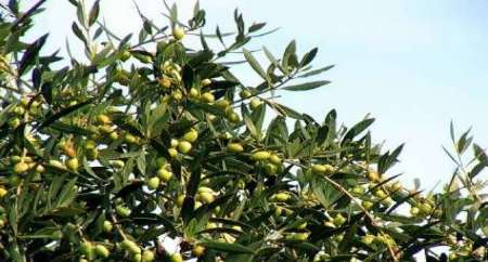 پیش بینی برداشت 175 تن محصول زیتون در خراسان جنوبی