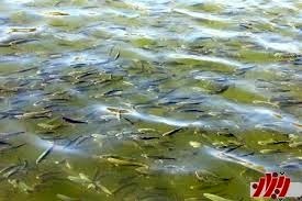 رهاسازی ۳۰۰ هزار قطعه بچه ماهی در دریاچه زریبار