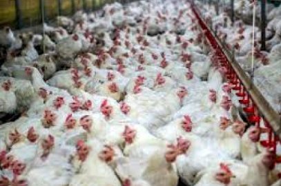افزایش تولید گوشت مرغ در خوزستان