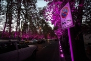 تصویب لایحه «حفاظت از درختان خیابان ولیعصر» در پایان عمر شورا و شهرداری