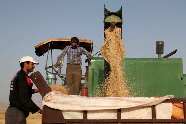 ۹۰ درصد بهره‌برداران کردستانی پول گندم خود را دریافت کردند