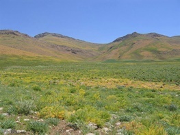 آغاز عملیات قرق در مراتع قشلاقی شهرستان رومشکان