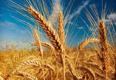 آغاز خرید تضمینی گندم در خراسان رضوی