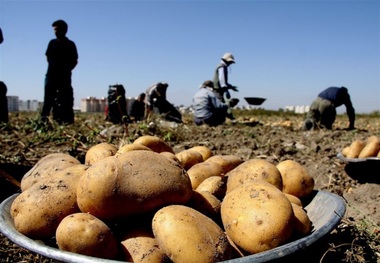 این مواد غذای را داخل فریزر نگهداری نکنید