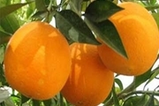 مدیر تعاون روستایی گلستان: وقفه در خرید پرتقال موقتی است