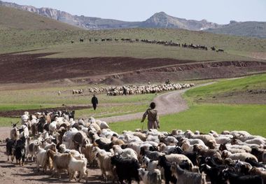 عشایر دماوند سالانه 6 هزارتن  گوشت قرمز تولید  می کنند