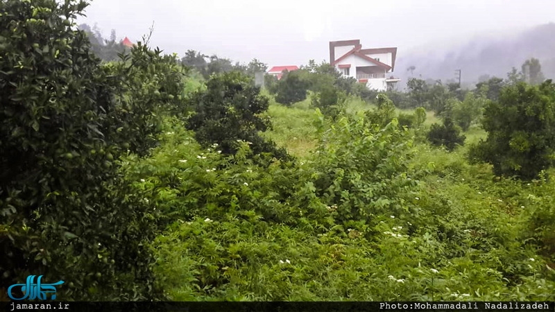 روستای سلیم آباد تنکابن؛ اینجا همه چیز سبز است