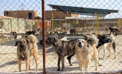 مراحل پایانی ساخت سایت زنده گیری سگ های ولگرد در اهواز