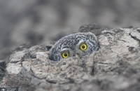 برندگان یازدهمین مسابقه عکاسی انجمن جغرافیای روسیه (8)