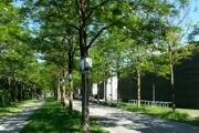 تلاش سازمان سیما، منظر و فضای سبز شهری شهرداری رشت در حفظ درختان شهری