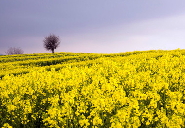 پنج هزار تُن کلزا از مزارع کردستان برداشت شد