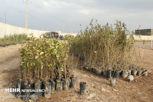 ۲۰۰ هزار اصله نهال در هفته منابع طبیعی در زنجان توزیع می شود