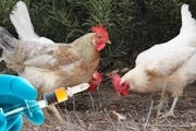 600 هزار دز آنفلوآنزای پرندگان در شهرستان ری تزریق شد