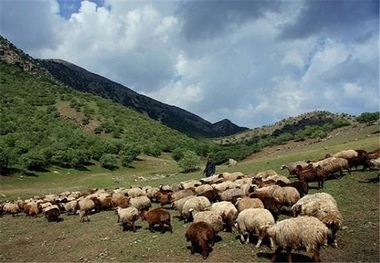 منابع طبیعی مهاباد نسبت به چرای زودرس دام در مراتع هشدار داد