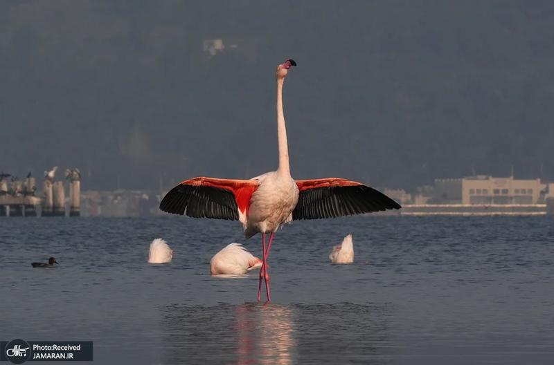 منتخب تصاویر امروز جهان - 19 و 20 بهمن 1403