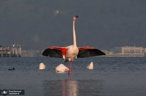 منتخب تصاویر امروز جهان - 19 و 20 بهمن 1403