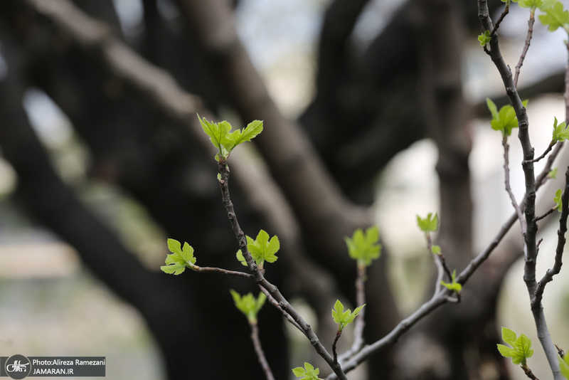 شکوفه های بهاری تهران