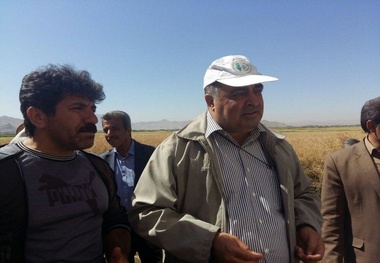 توسعه کشت کلزا اولویت جهاد کشاورزی برای جلوگیری از واردات