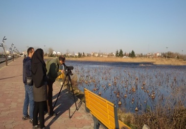 سرشماری افزون بر 192 هزار پرنده در تالاب های گیلان