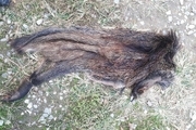 عامل شکار گراز وحشی در گرگان دستگیر شد