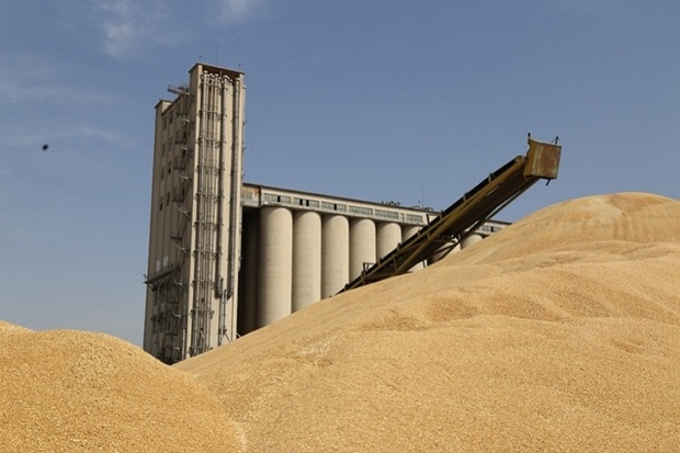 خوزستان ذخیره گاه اصلی گندم کشور باقی می ماند