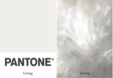 رنگ سال ۲۰۲۶ اعلام شد/ Cloud Dancer چه معنایی دارد؟ + عکس