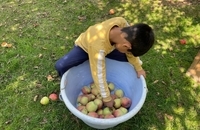 برداشت سیب در کشمیر هند (5)