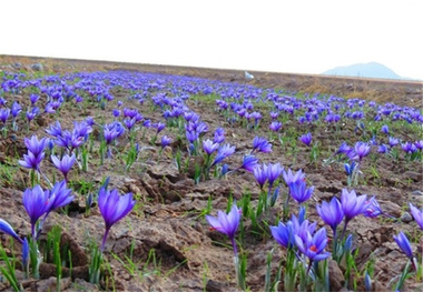 کشاورزان شهرستان البرز با اصول نوین کشت زعفران آشنا شدند