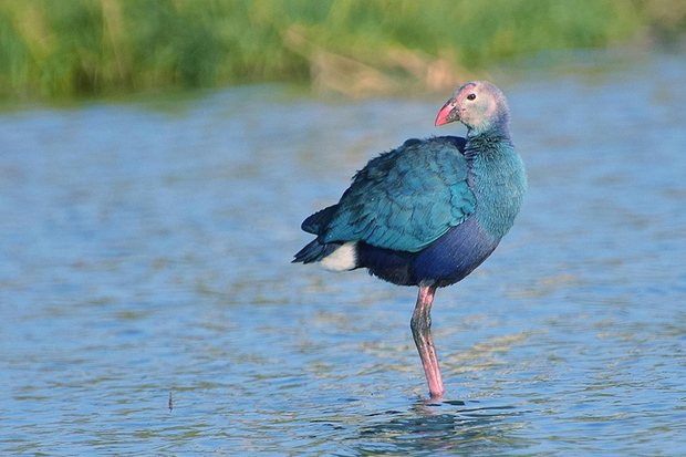 طاووسک مهاجر توسط شکارچیان در سد گلابر ایجرود شکار شد