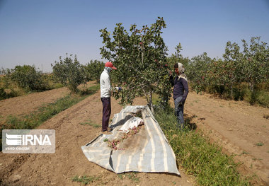 پیش‌بینی کاهش ۵۰ درصدی تولید پسته در آران‌وبیدگل