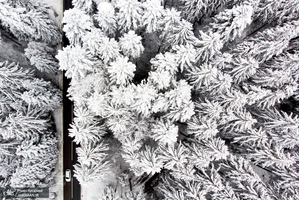 منتخب تصاویر امروز جهان- 16 آذر