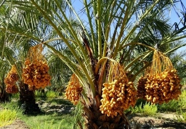 برداشت خرما در لارستان آغاز شد